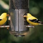 May I recommend… a bird feeder