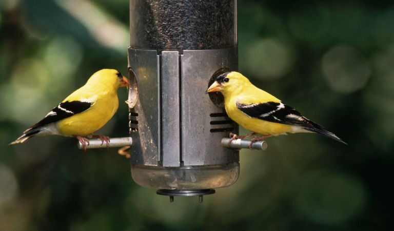 Feathered Friends and Urban Bird Watching: A Journey into Birding