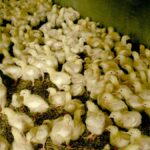Storägaren köper för 108 Mkr i kycklingbolaget – närmar sig Öresund